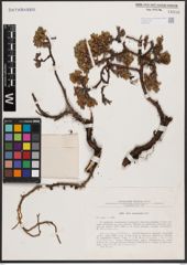 Salix berberifolia Pall.